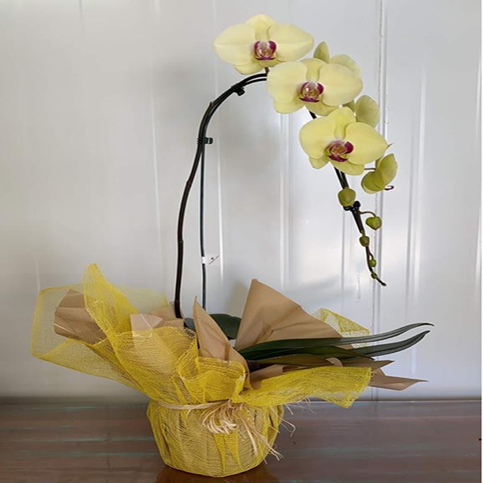 Orquídea Phalaenopsis Cascata Amarela – PETALLAS FLORES